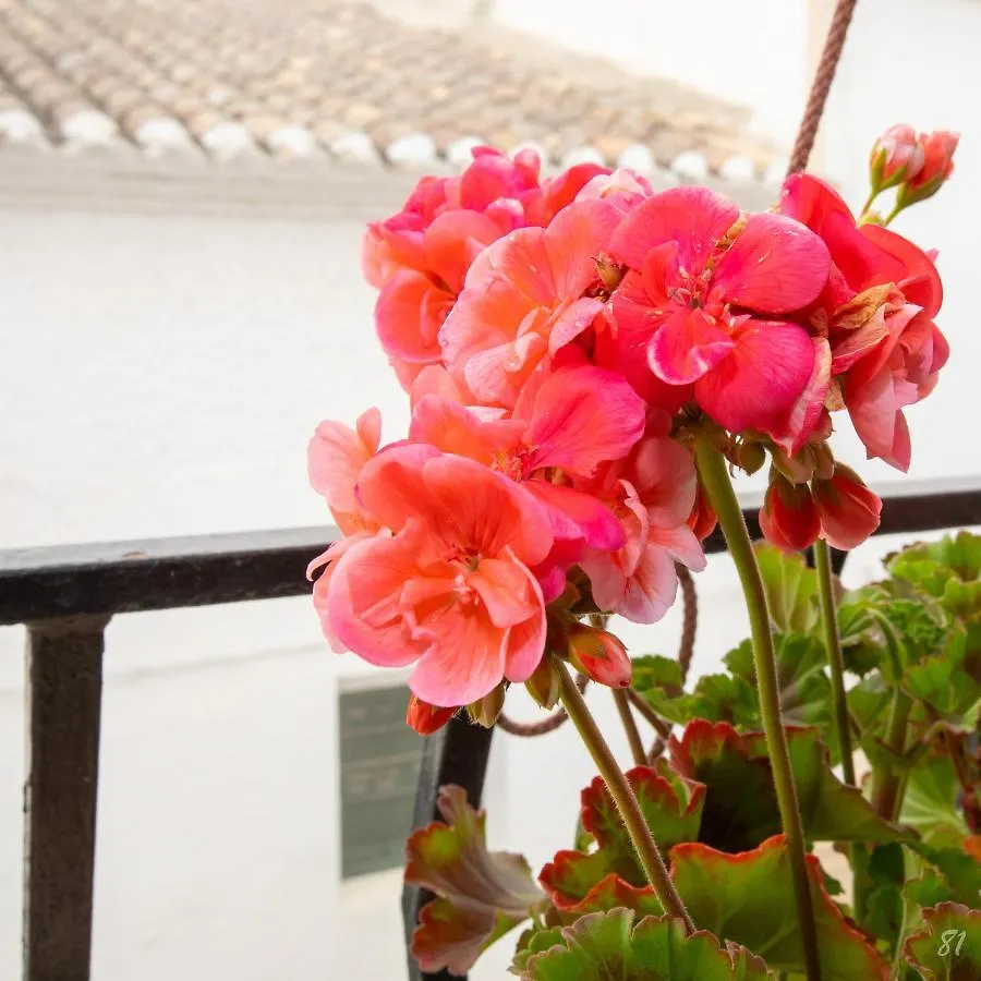 Holiday home La Casa De Sally- Velez Blanco Spain